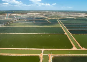 Vale do rio Jaguaribe, Ceará, onde se vê piscinas de criação havia um pujante manguezal.