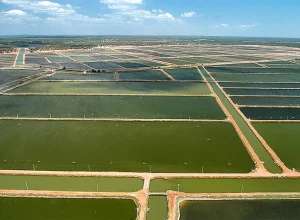 Vale do rio Jaguaribe, Ceará, onde se vê piscinas de criação havia um pujante manguezal.