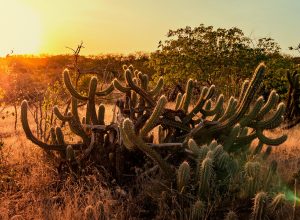 dia-da-caatinga